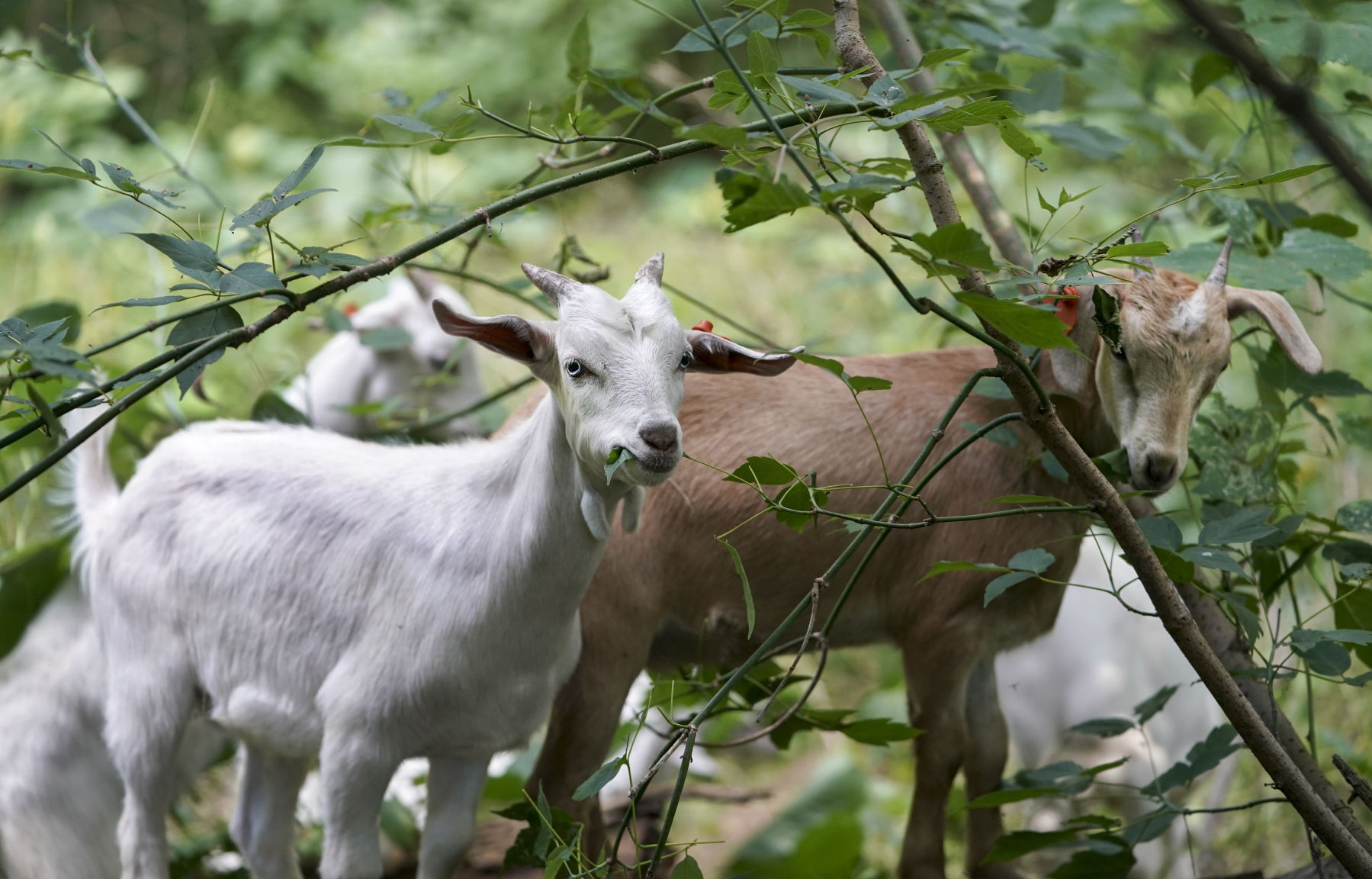 Goat Grazing